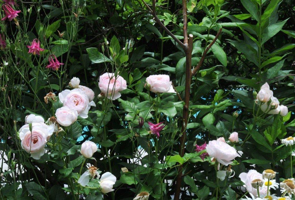 Выращивание английской сортовой розы херитейдж: как ухаживать за остинкой