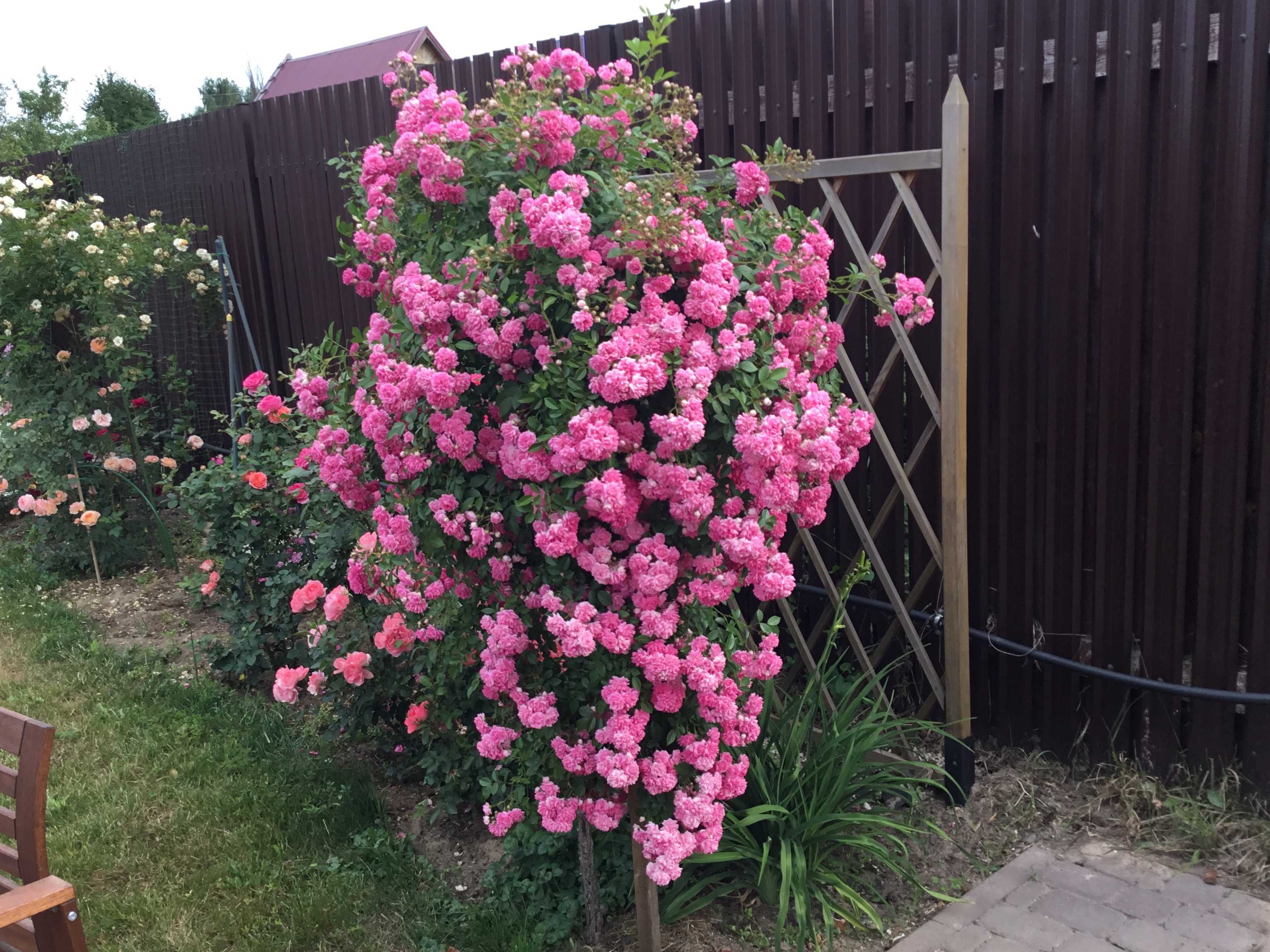 Роза супер дороти: секреты выращивания и обильного цветения | садоводство24