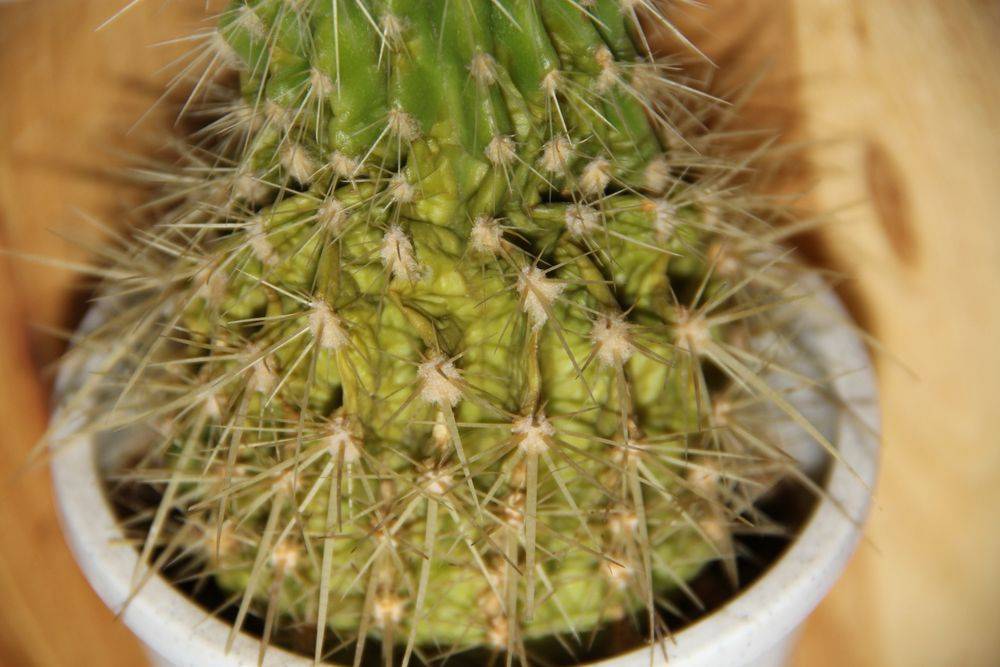 Болезни кактусов и их лечение: фото, что делать, если растение начало гнить снизу, почему оно желтеет