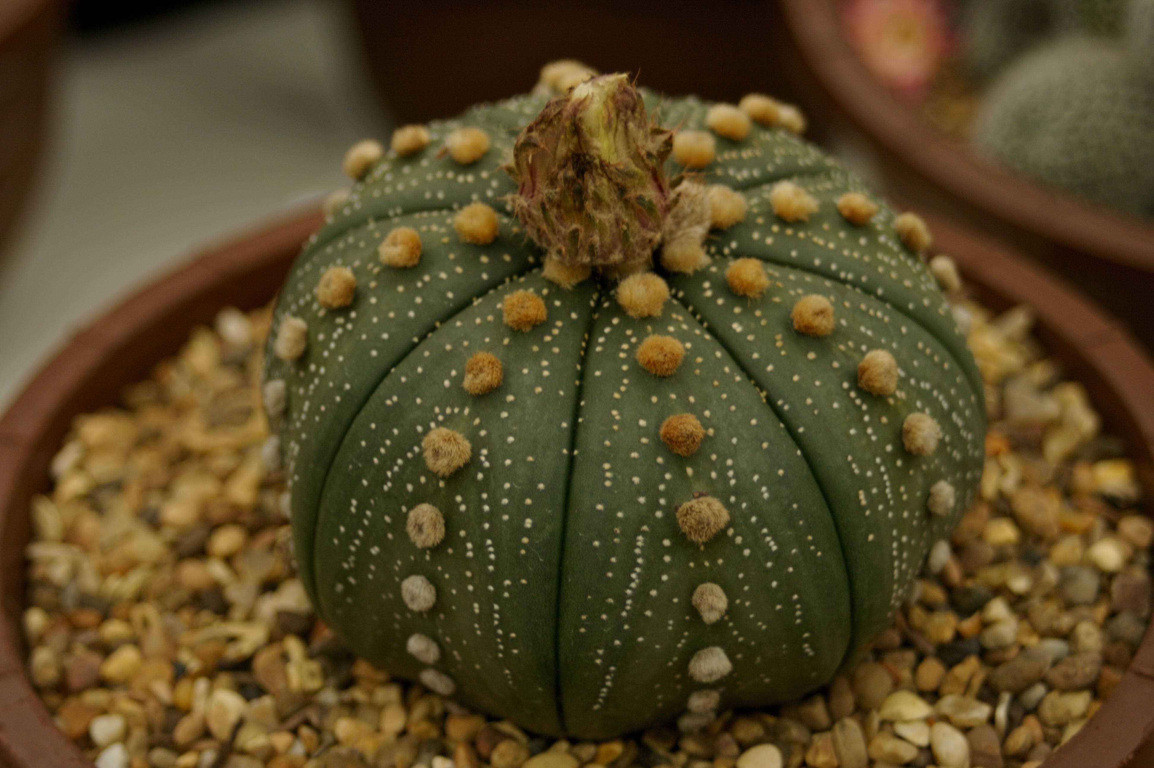 10 самых эффектных комнатных растений из пустыни. кактусы и суккуленты. фото — ботаничка