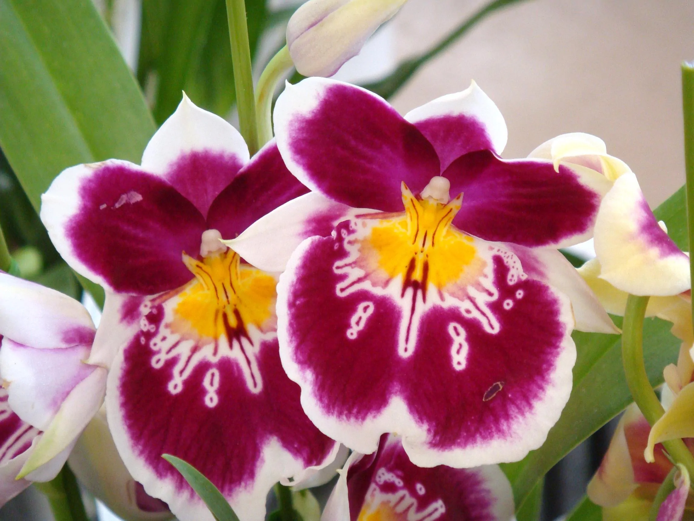 Многообразная орхидея мильтония – тропическая красавица у вас дома