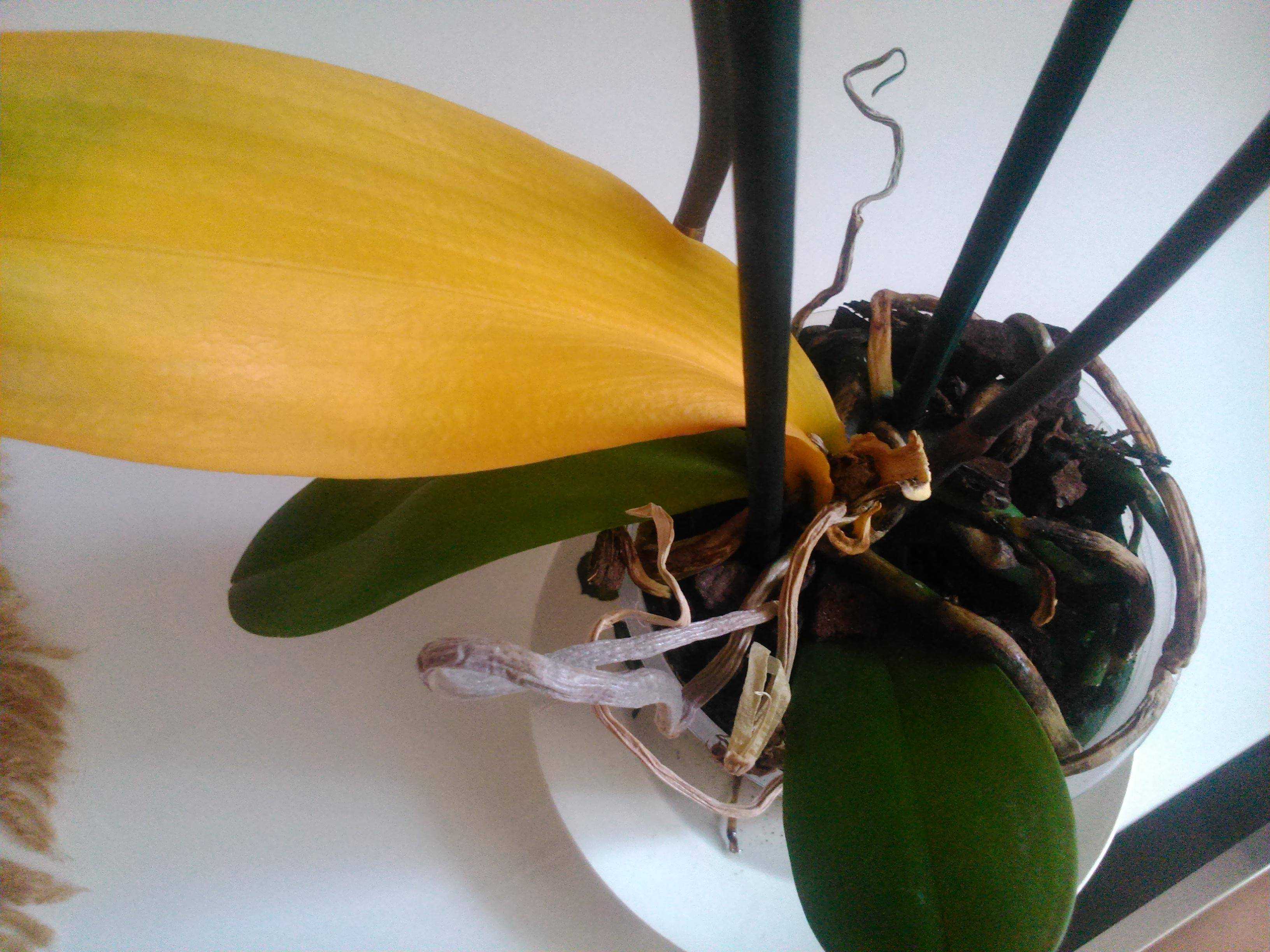 У орхидей желтеют листья нижние — почему и как спасти: описание с фото, причины и лечение, уход в домашних условиях, что делать, если теряют тургор и отвалились