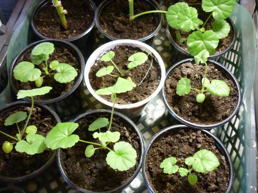 Выращивание пеларгонии (герани) из семян: когда и как сеять на рассаду, дальнейший уход и высадка в грунт