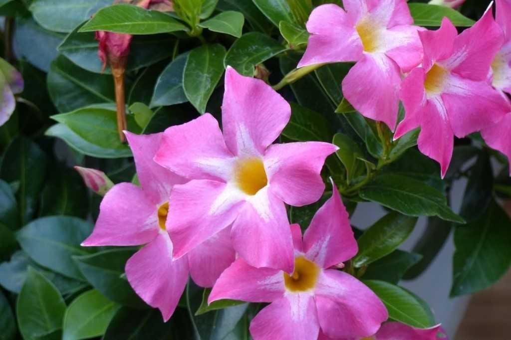Дипладения, уход и содержание за которой включают в себя множество нюансов, относится к представителям лиан и поразит красотой своего периода цветения любого цветовода.