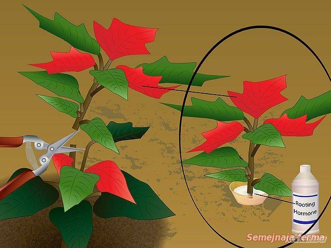 Пуансеттия красная: как ухаживать в домашних условиях за комнатным цветком после покупки, как размножить, что означает его имя, и польза, вред, фото культуры