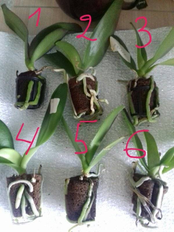 Инструкция, как вырастить орхидею из отростка