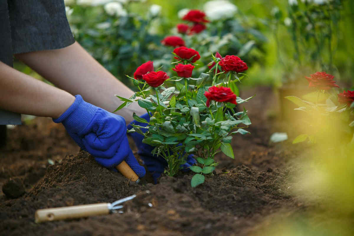 Как ухаживать за розами после посадки - питомник растений