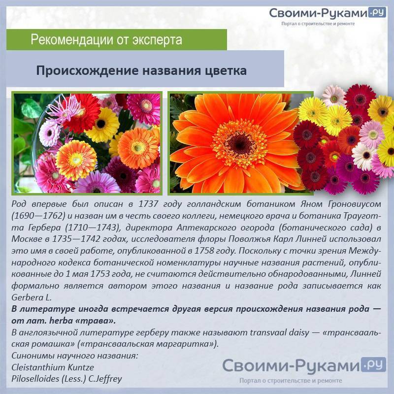 Герберы: фото, описание, особенности выращивания - sadovnikam.ru