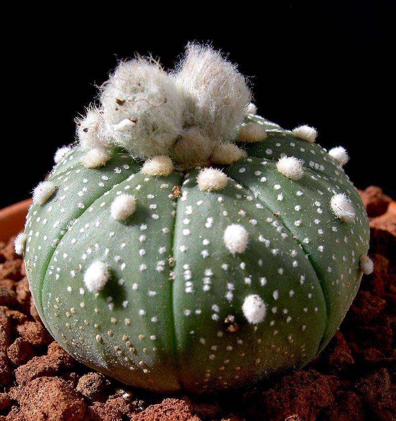 Астрофитум: виды кактусов, фото, особенности ухода