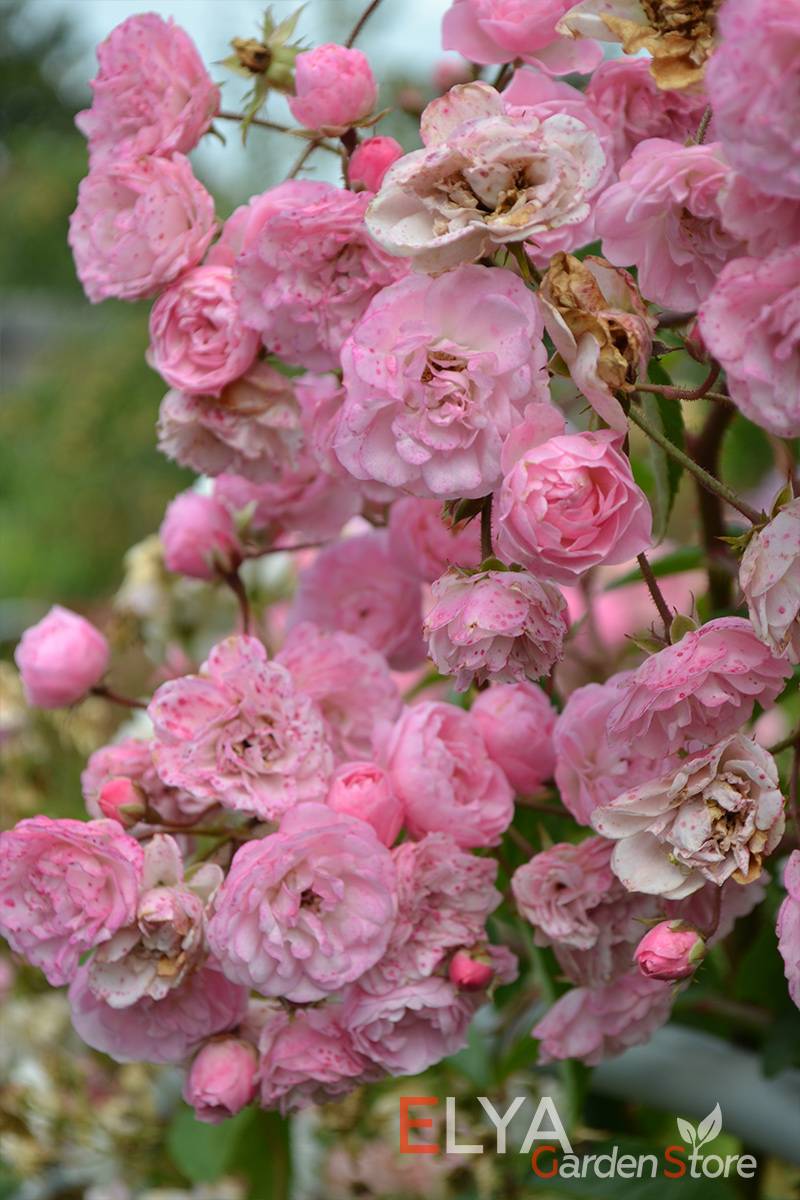 Мускусные розы: 6 лучших обильно цветущих сортов