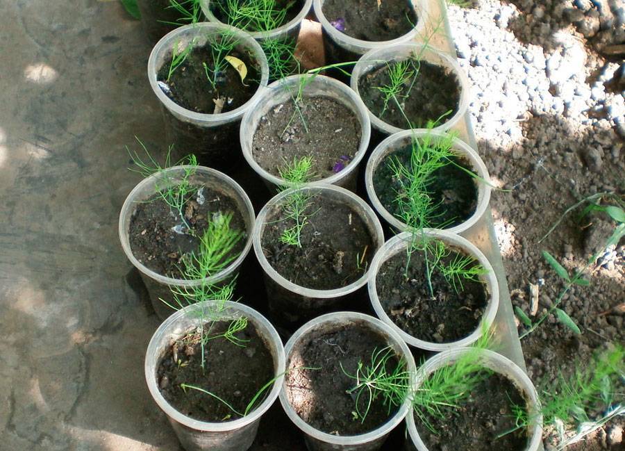 Спаржа (аспарагус): выращивание из семян