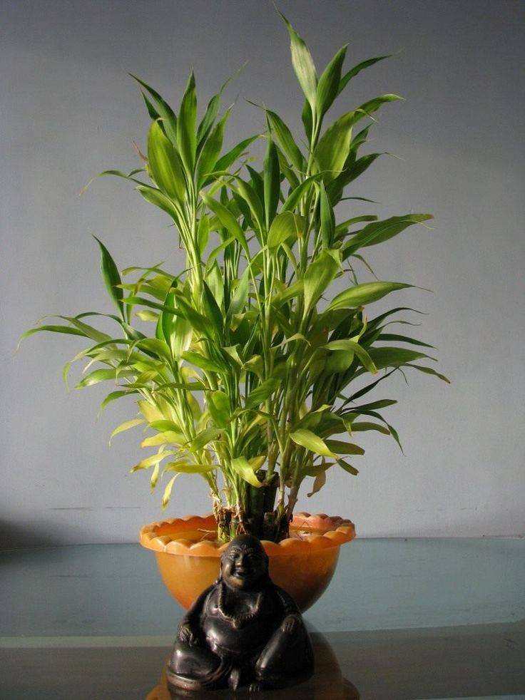 Бамбук счастья: приметы и суеверия, можно ли держать комнатное растение дома?