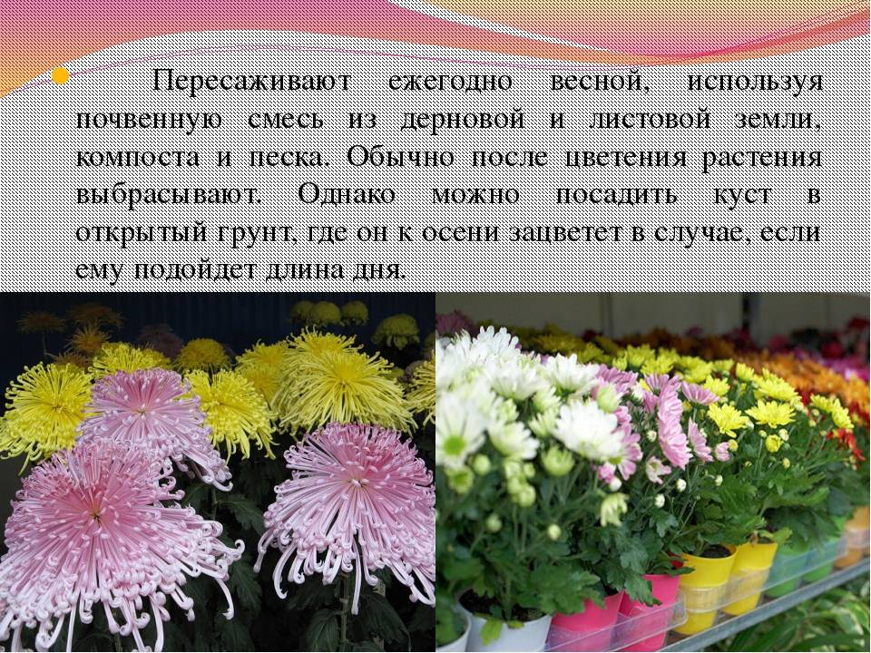 При какой температуре высаживают хризантемы в грунт. Хризантема Марица. Черенкование хризантем. Хризантема плетистая. Хризантема Весенняя.