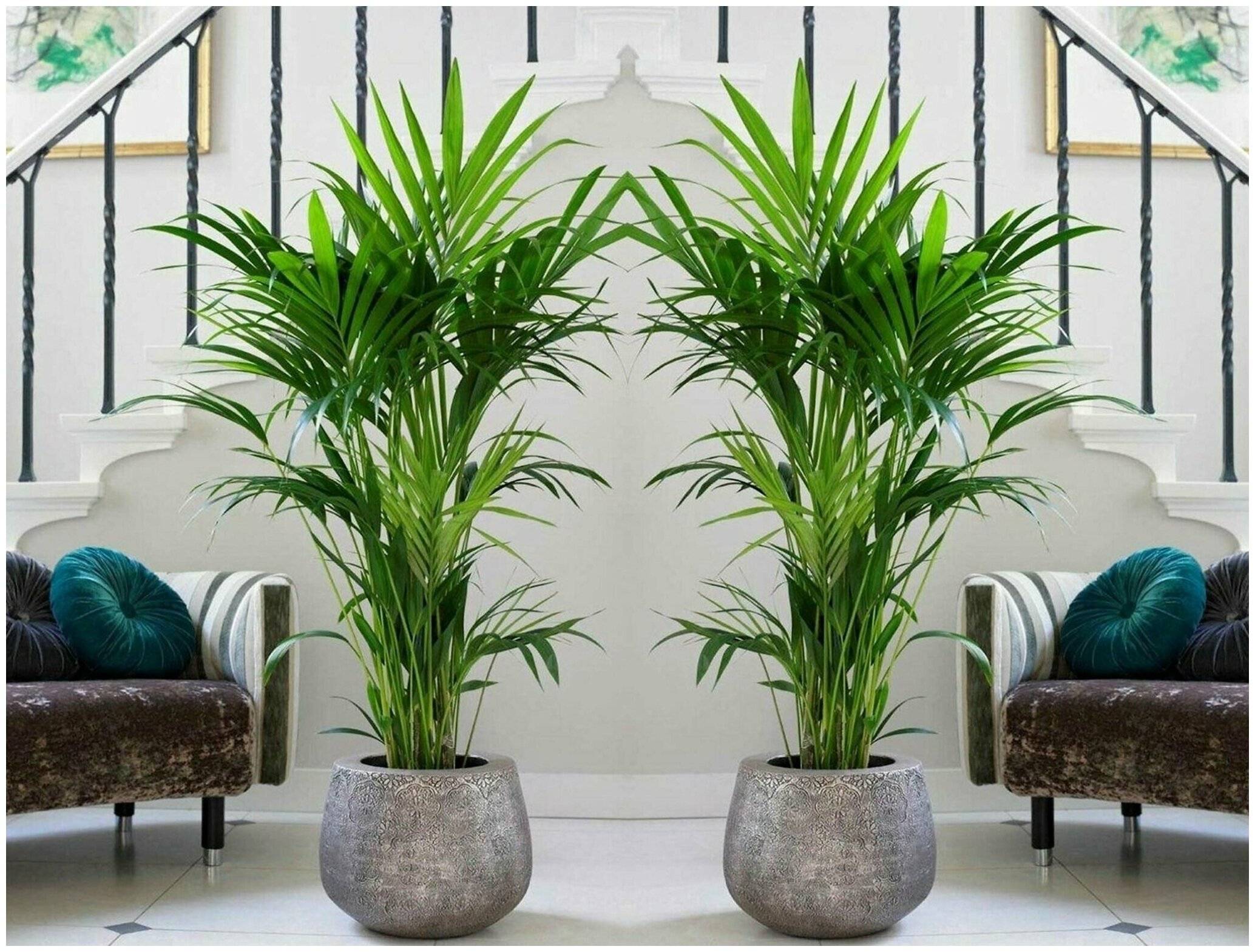Крупные комнатные растения для домашнего и офисного интерьера