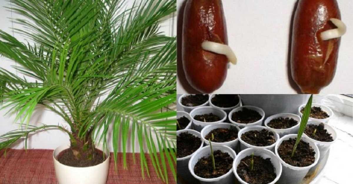 Финиковая пальма в домашних условиях: уход, фото, нюансы посадки и пересадки