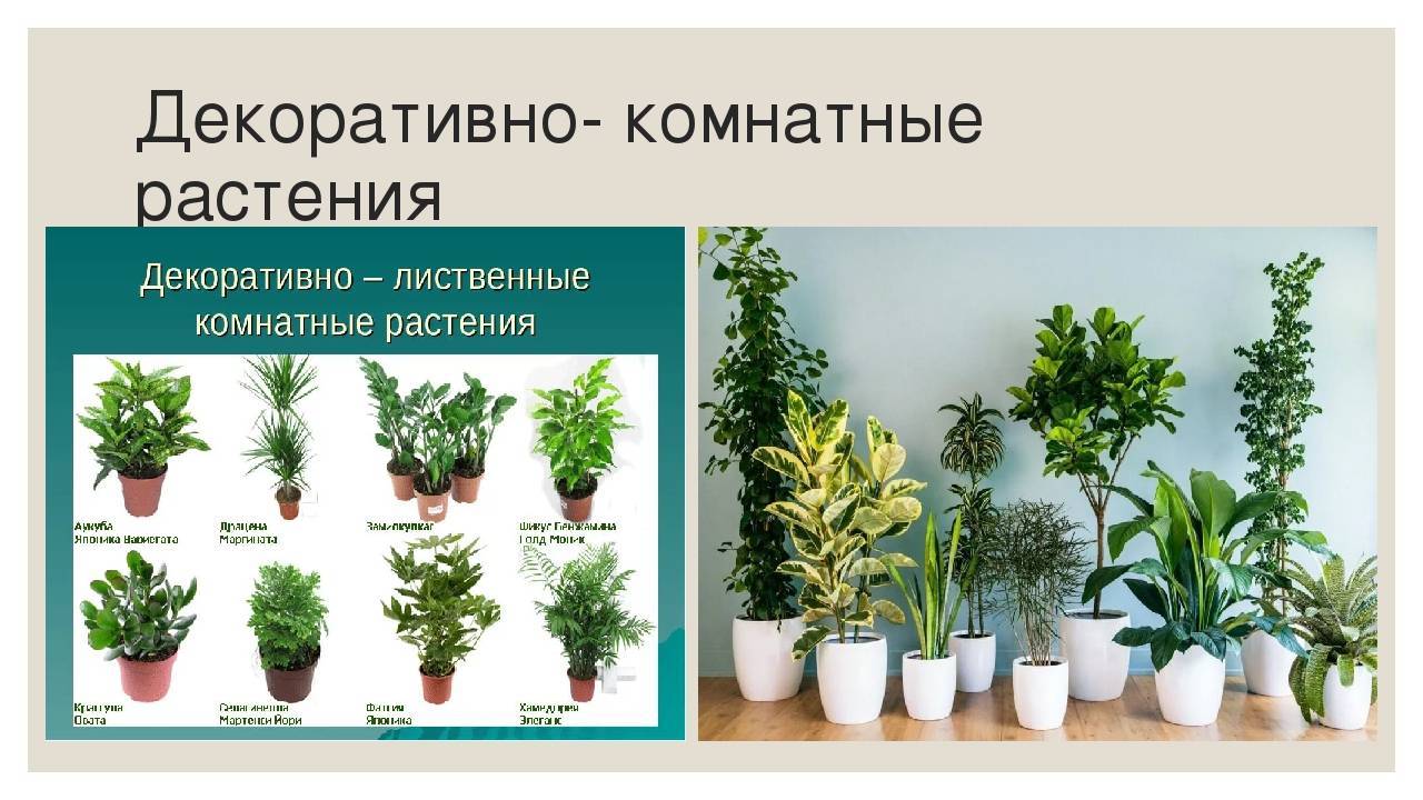Разновидности, описание и названия декоративных комнатных растений