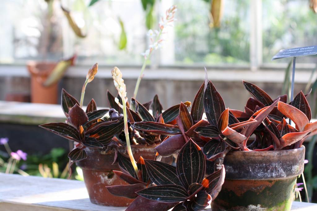 Роскошная листва «драгоценных орхидей». уход в домашних условиях. выращивание, размножение, виды. фото — ботаничка