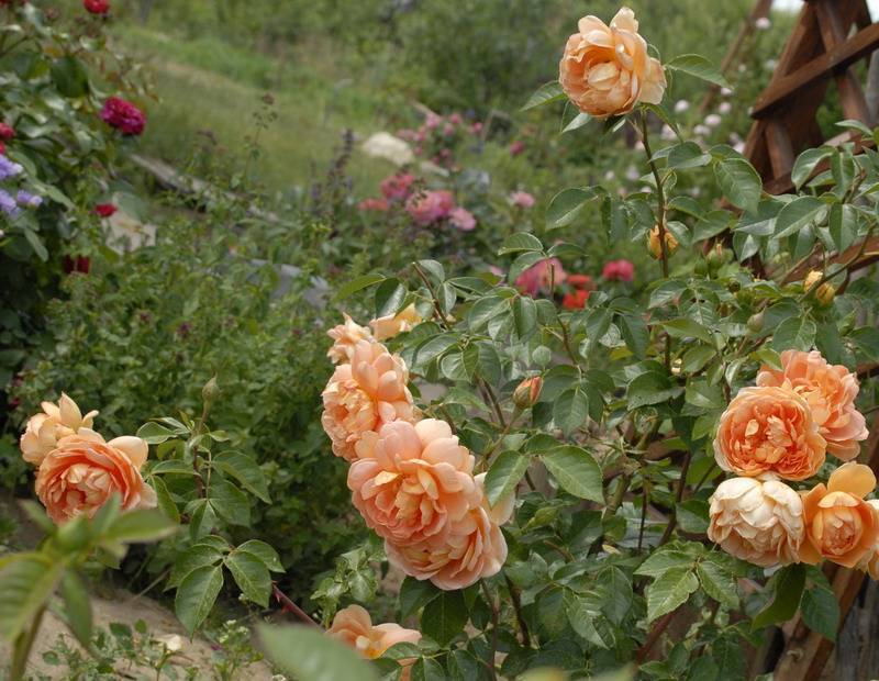 Выбираем сорт розы: флорибунда, плетистая, шраб?