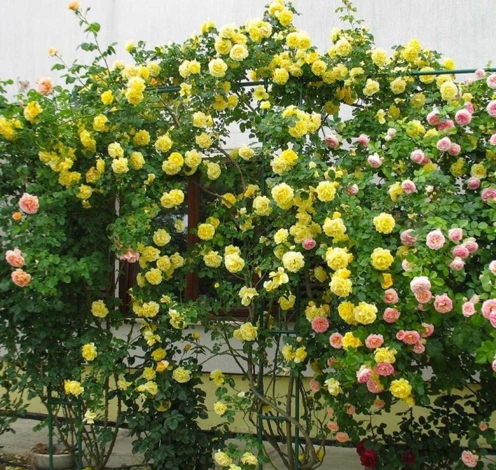 Плетистая роза "голден шоверс" (описание сорта, отзывы, уход, посадка, фото)
