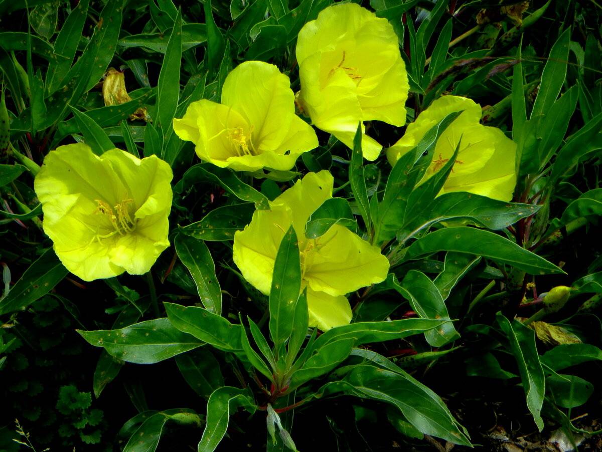 Энотера цветок фото и описание. Энотера миссурийская. Энотера Лунник. Энотера миссурийская желтая. Энотера миссурийская Золотая.