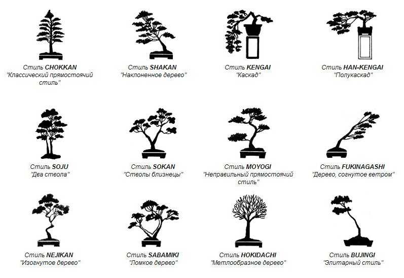 Как выращивать бонсай: выбор растения, почвы и горшка, выращивание дерева из семян, саженцев и черенков, правила посадки и формирование кроны, техника ухода