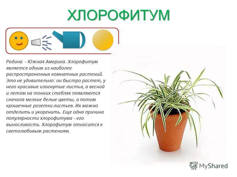Цветок хлорофитум: уход в домашних условиях, фото