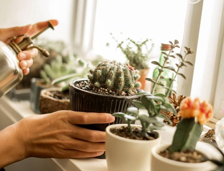 Как часто нужно поливать кактус в домашних условиях