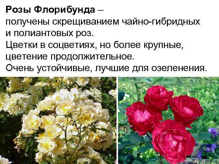 Роза лидия лавли (lydia lovely) — что это за цветок семейства флорибунда
