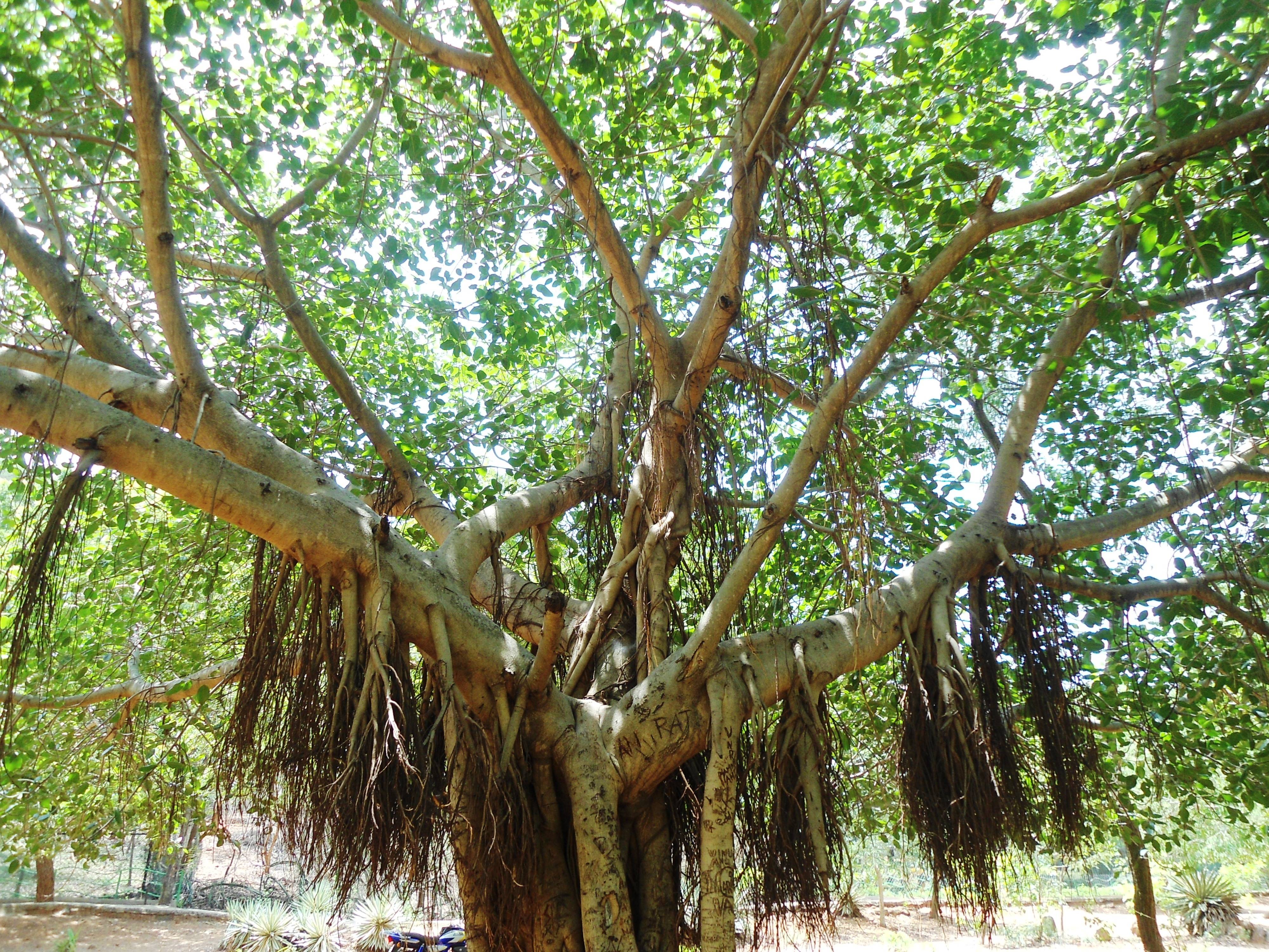 Фикус бенгальский — уникальный своими яркими листьями