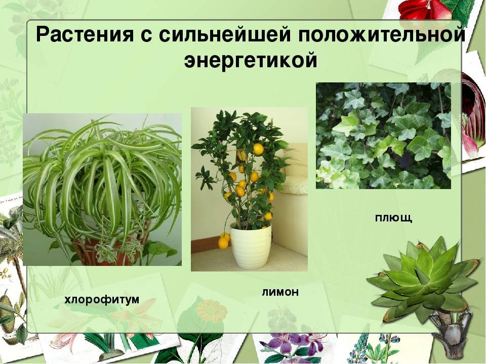 Полезные комнатные растения для дома с фото и названиями