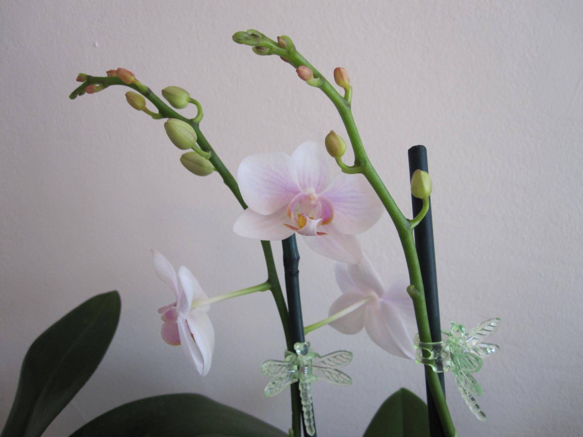 Когда орхидея отцвела - что делать после цветения дальше
