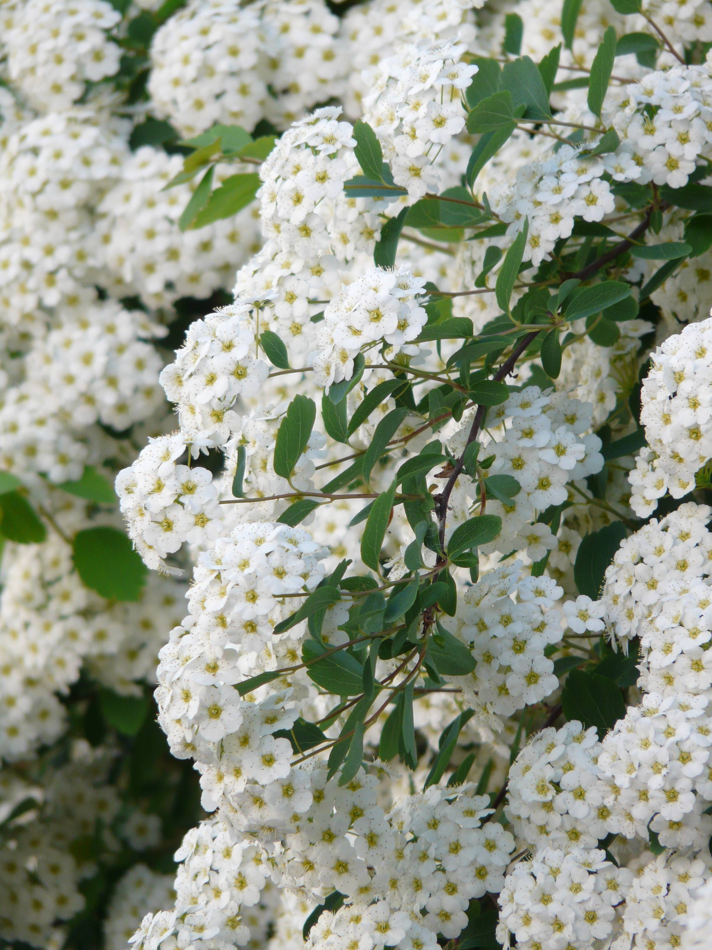 Самые красивые весеннецветущие садовые кустарники с белыми цветами: топ 5