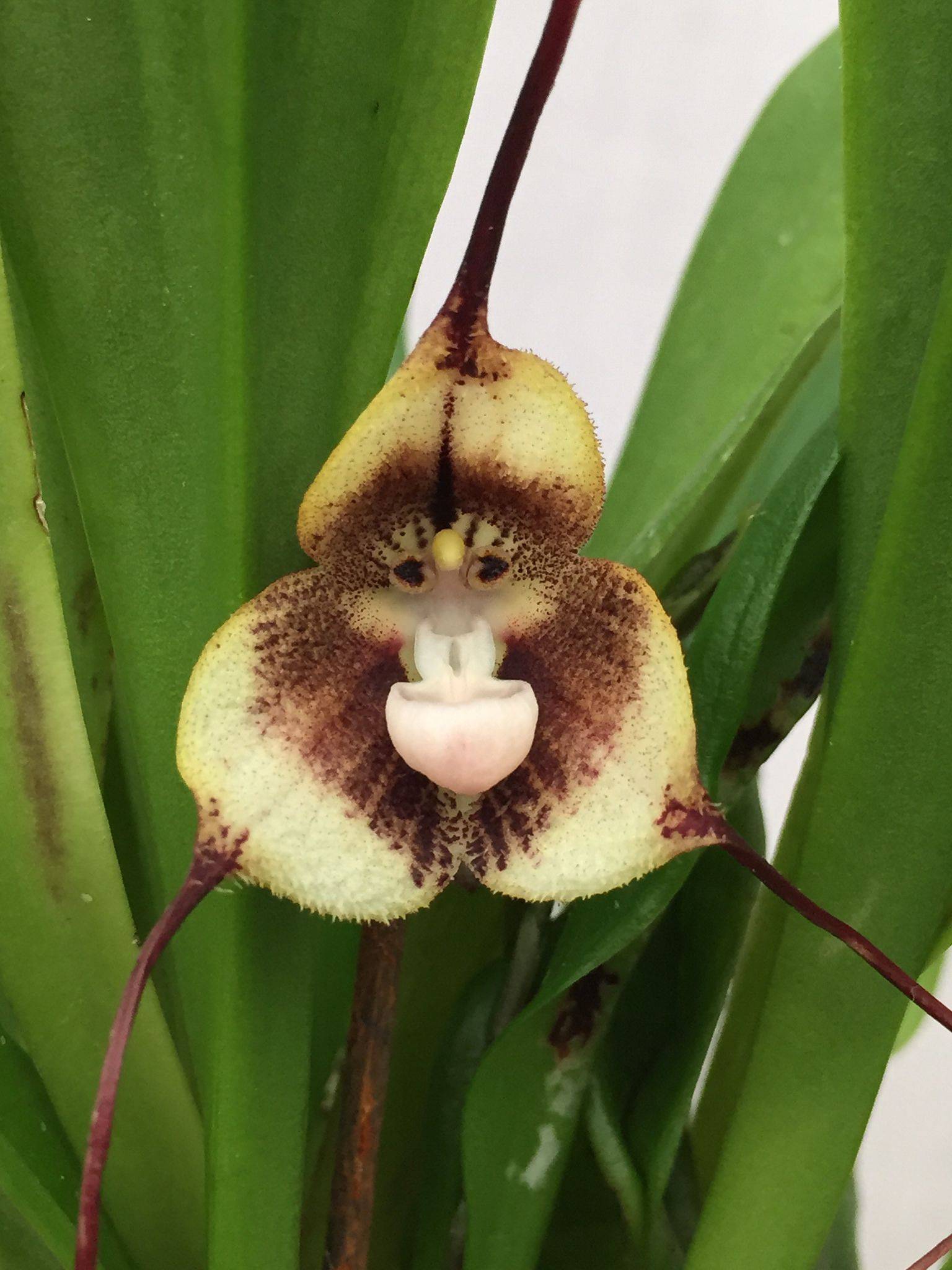 Орхидеи дракула или обезьянья мордочка: описание и уход в домашних условиях, отзывы, фото