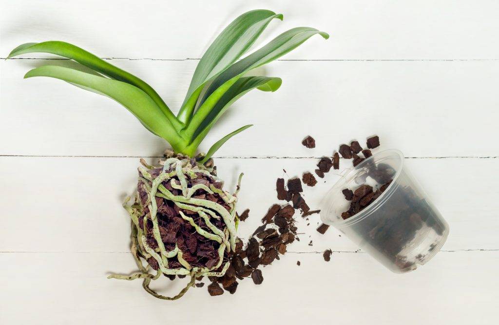 Как ухаживать за орхидеями в домашних условиях после покупки в горшке: пошаговая инструкция, что с ними нужно делать, когда принесли из магазина, фото цветка