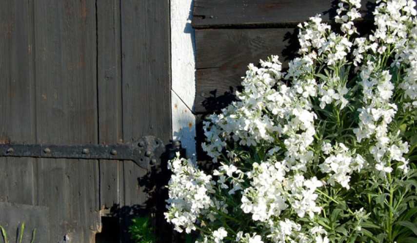 Левкой или маттиола: фото цветов с изысканным ароматом, полезные советы цветоводам по выращиванию душистой культуры