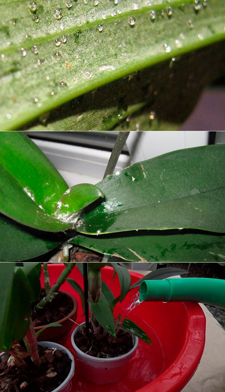 Липкие листья у орхидеи: причины, по которым может образоваться налет, а также способы лечения растения и методы профилактики болезней
