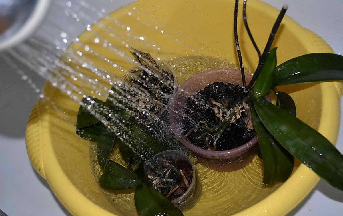 Как поливать фаленопсис? правила ухода и особенности полива орхидеи - sadovnikam.ru