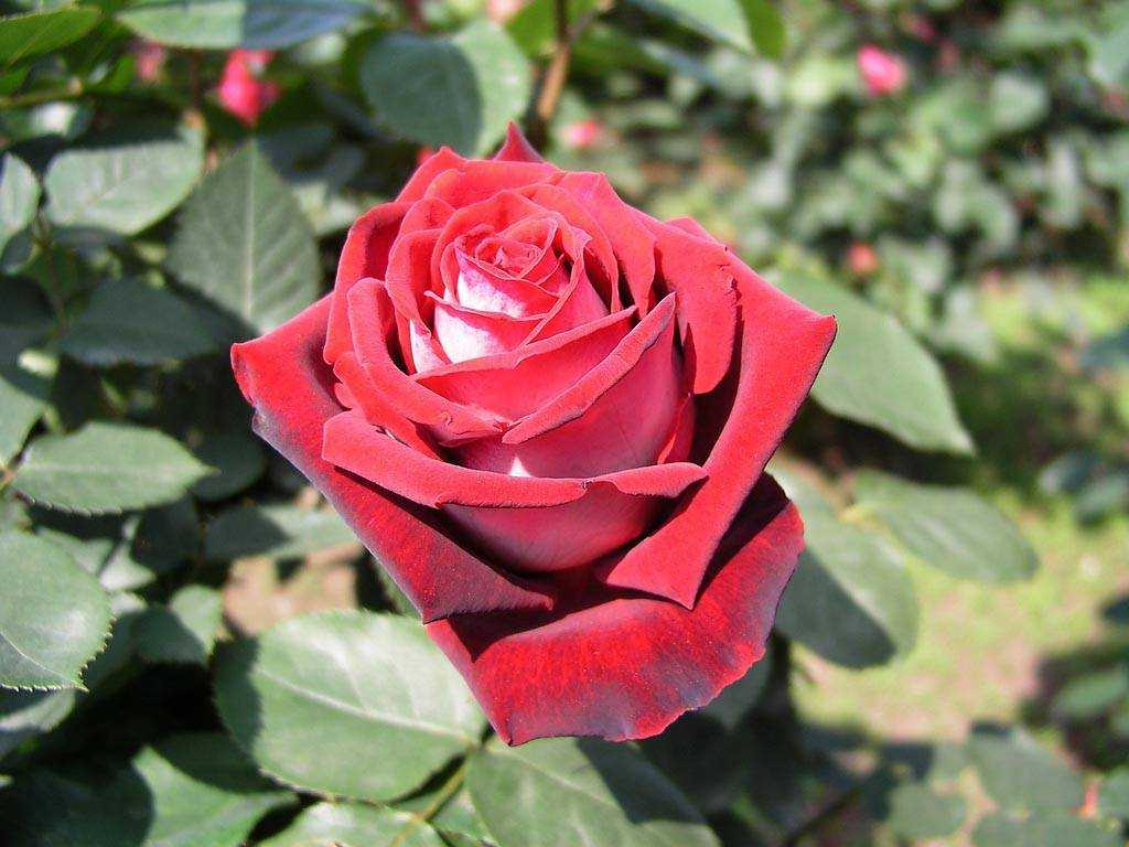 Роза осирия: характеристики, отзывы, выращивание и уход