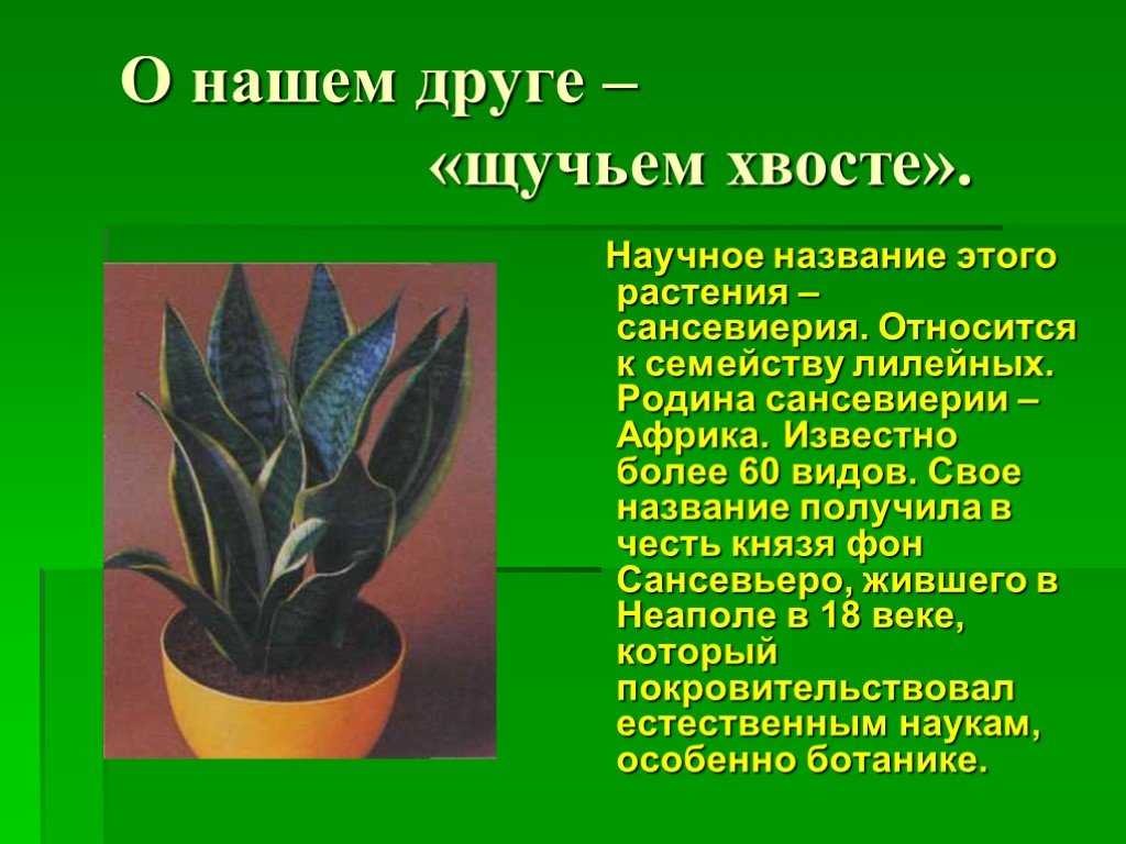 Суккуленты рода сансевиерия: описание и популярные виды цветка