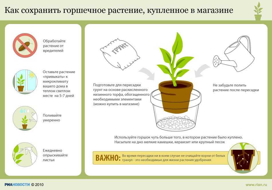 ᐉ цветок калатея: уход в домашних условиях, фото, размножение, пересадка, почему сохнет и желтеет - roza-zanoza.ru