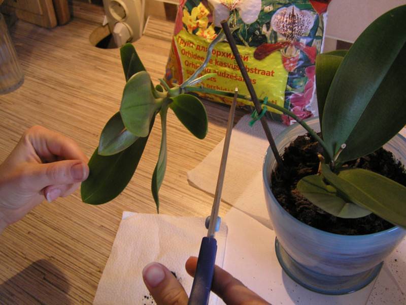 Размножение орхидей в домашних условиях: можно ли размножать делением и как правильно черенковать молодое растение, посадка и уход дома с описанием