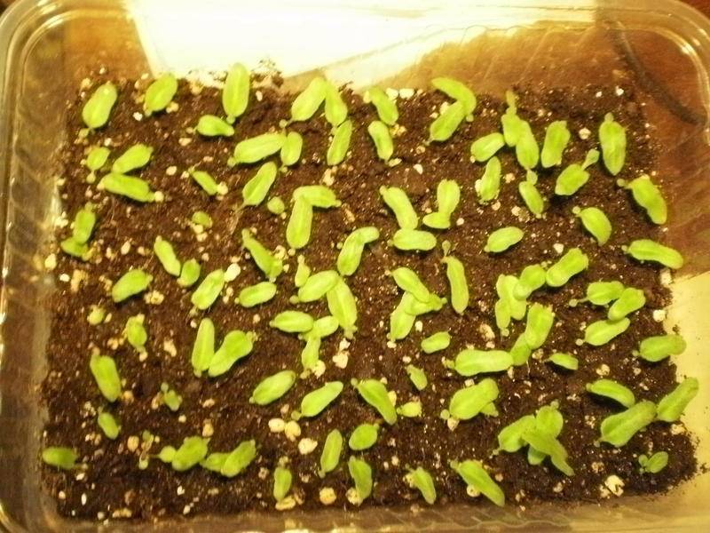 Стрептокарпусы: уход и выращивание, фото этого процесса, а также советы по размножению цветка из семян в домашних условиях
