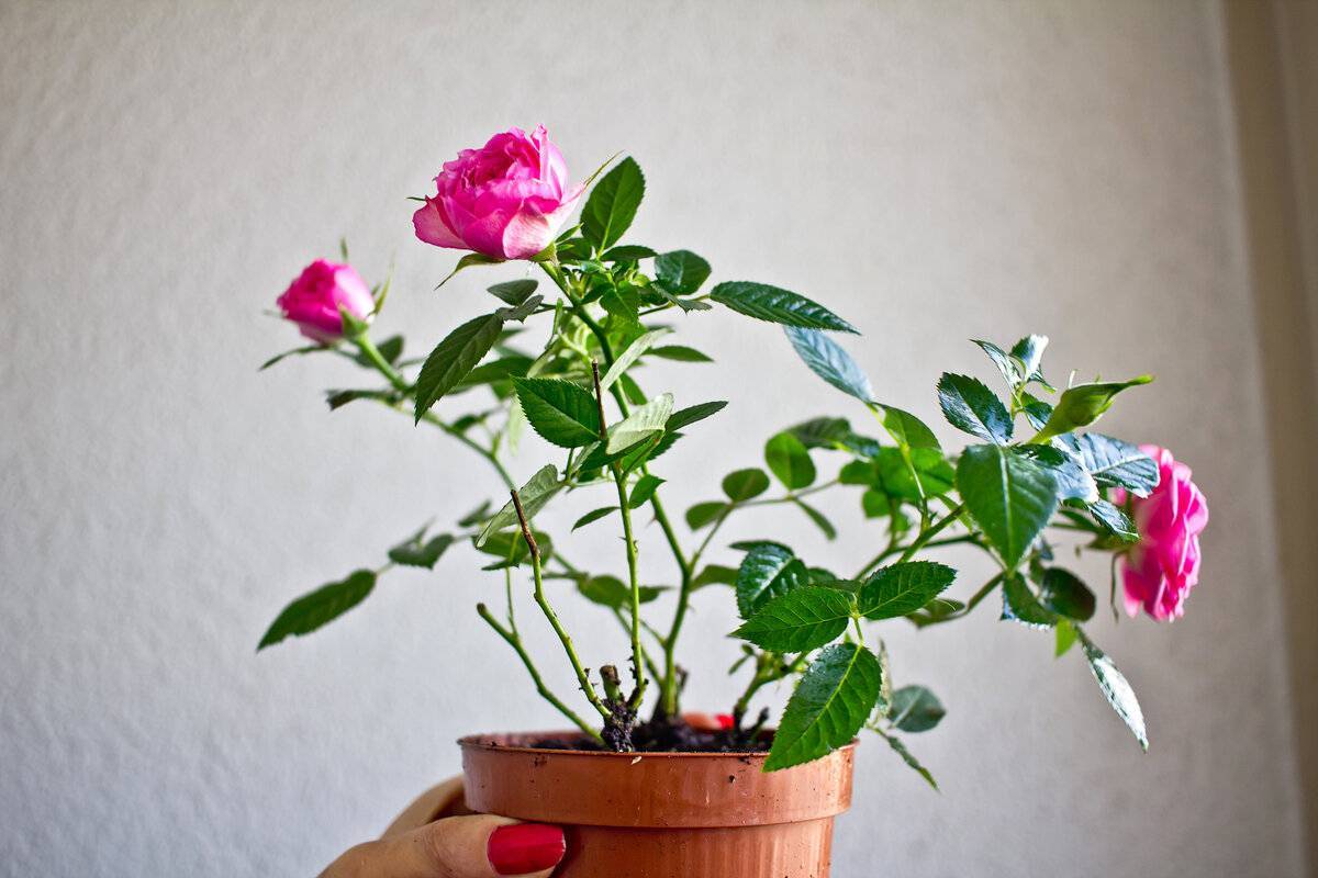 Как ухаживать за комнатной розой в домашних условиях, болезни, лечение - lifeflower