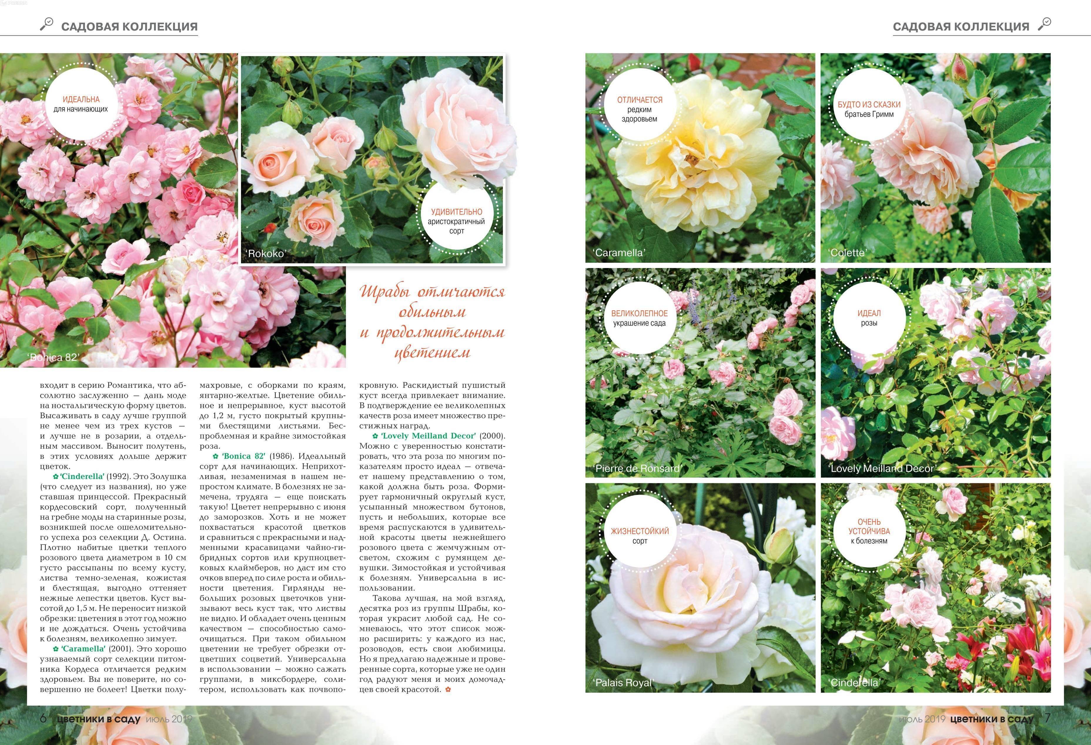 Описание сорта плетистой розы карамелла из группы шрабов: особенности ухода