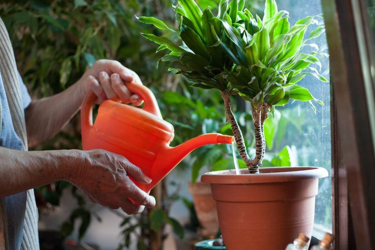 Как посадить растение в горшок без дренажных отверстий