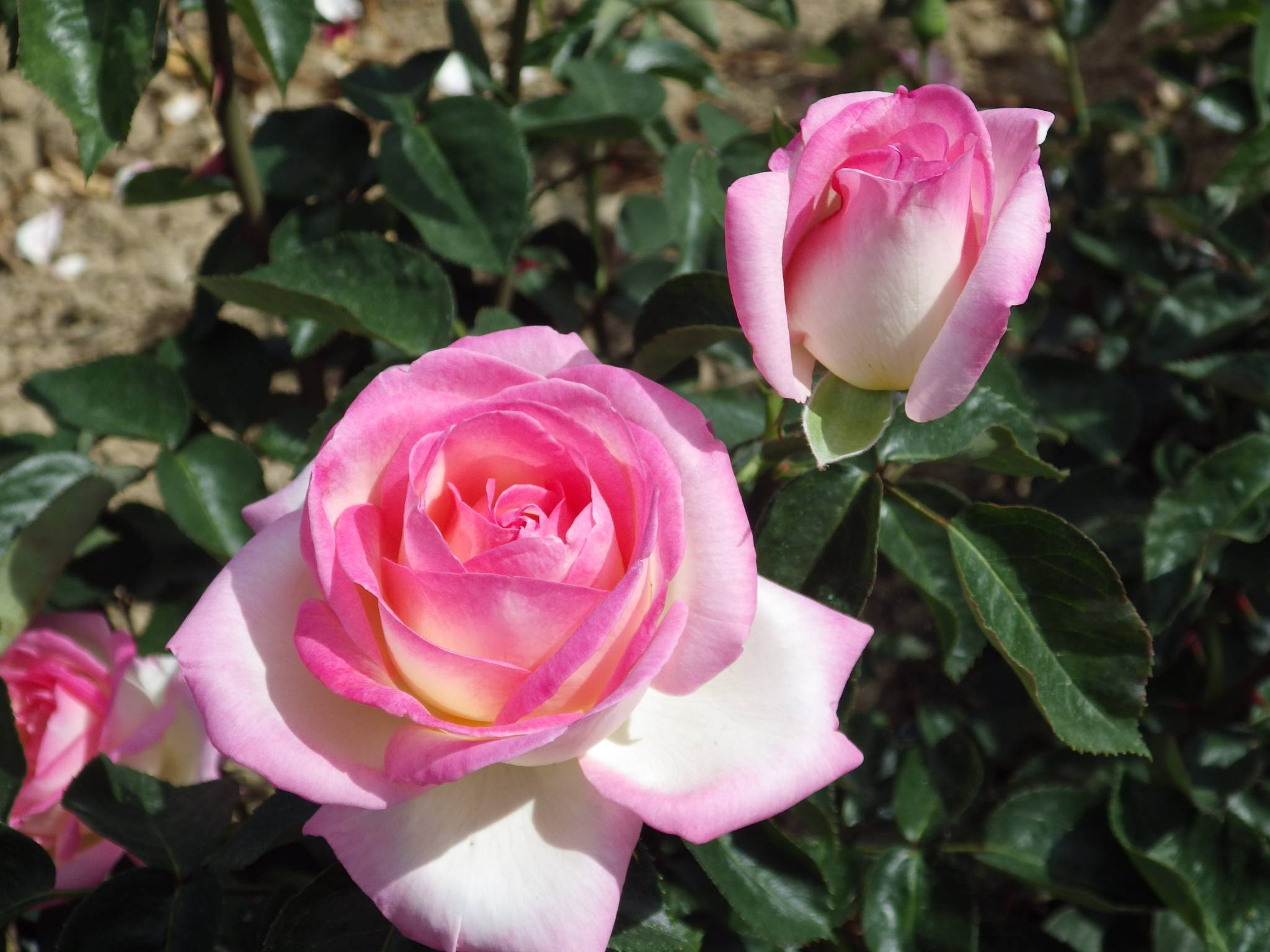 Роза принцесса монако: описание с фото, уход, а также альтернативные названия с приставками шарлен, грейс и иными, которые даны представившей цветок фирмой мейян