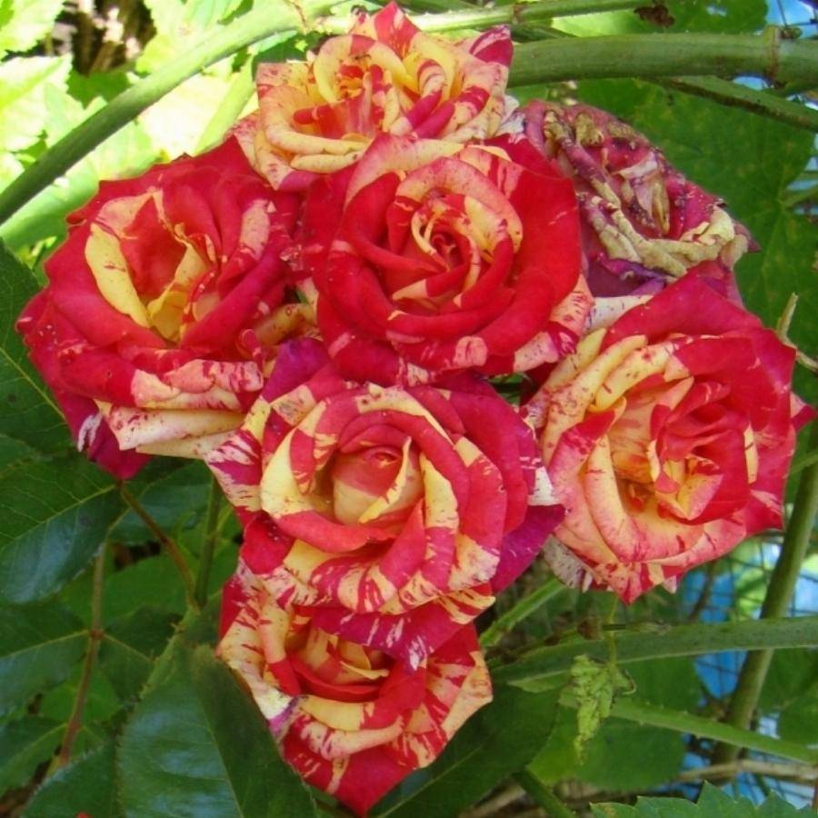 ✅ о розе fire flash: описание и характеристики, выращивание сорта кустовой розы - tehnomir32.ru