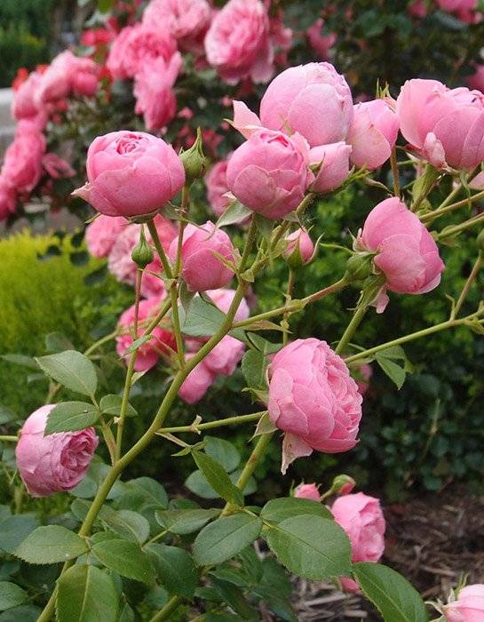 Описание, фото, особенности цветения и выращивания красавицы парков и садов — розы помпонеллы
