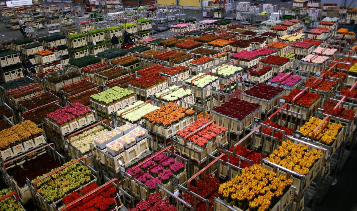 Цветочный аукцион в голландии – как все происходит