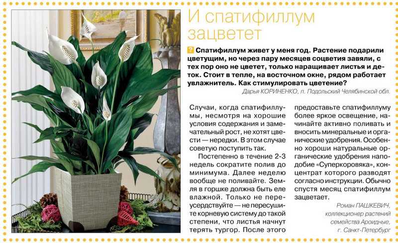 Спатифиллум — белый парус. уход в домашних условиях. выращивание, размножение. виды. фото — ботаничка
